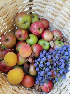 Basket filled with fresh apples, grapes, hazelnuts, and apricots, symbolizing autumn harvest.